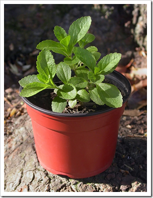 stevia plant