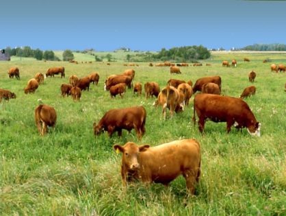 You Are What They Ate - Why Grass-Fed Beef Is Better