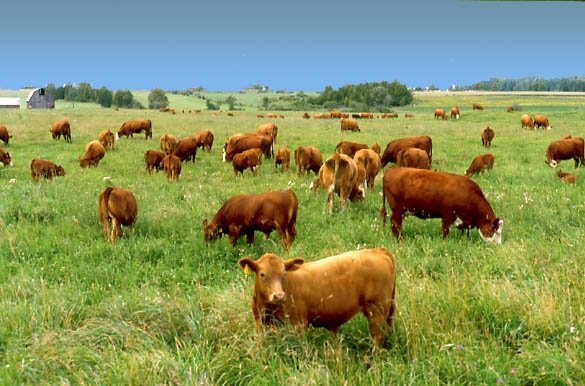 You Are What They Ate - Why Grass-Fed Beef Is Better