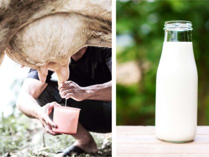 The Truth About Raw Milk