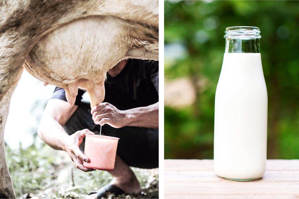 The Truth About Raw Milk