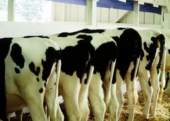 Natural Hormones in Cow's Milk from Industrial Dairies Linked to Cancers