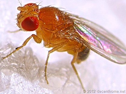 Fruit Flies Fed Organic Diets Are Healthier Than Flies Fed Nonorganic Diets