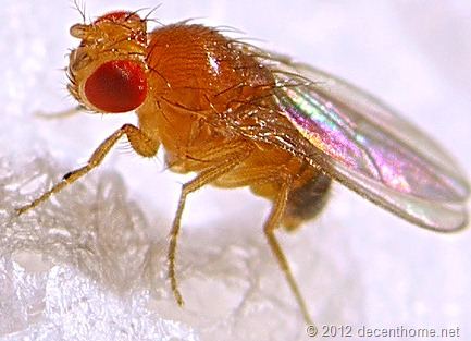 Fruit Flies Fed Organic Diets Are Healthier Than Flies Fed Nonorganic Diets