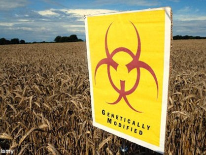 Genetically Modified Corn Releases Insecticide Into Waterways, and It Harms Humans Too!