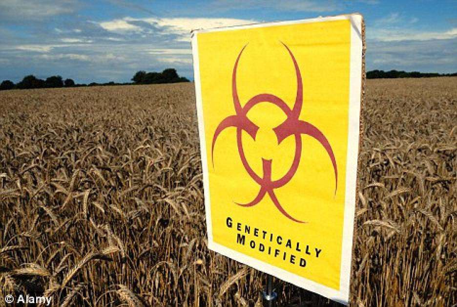 Genetically Modified Corn Releases Insecticide Into Waterways, and It Harms Humans Too!