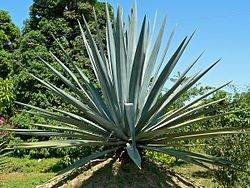 Agave Nectar: Healthy or Not?