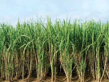 Raw Sugarcane Juice Nature's Perfect Wonder Food