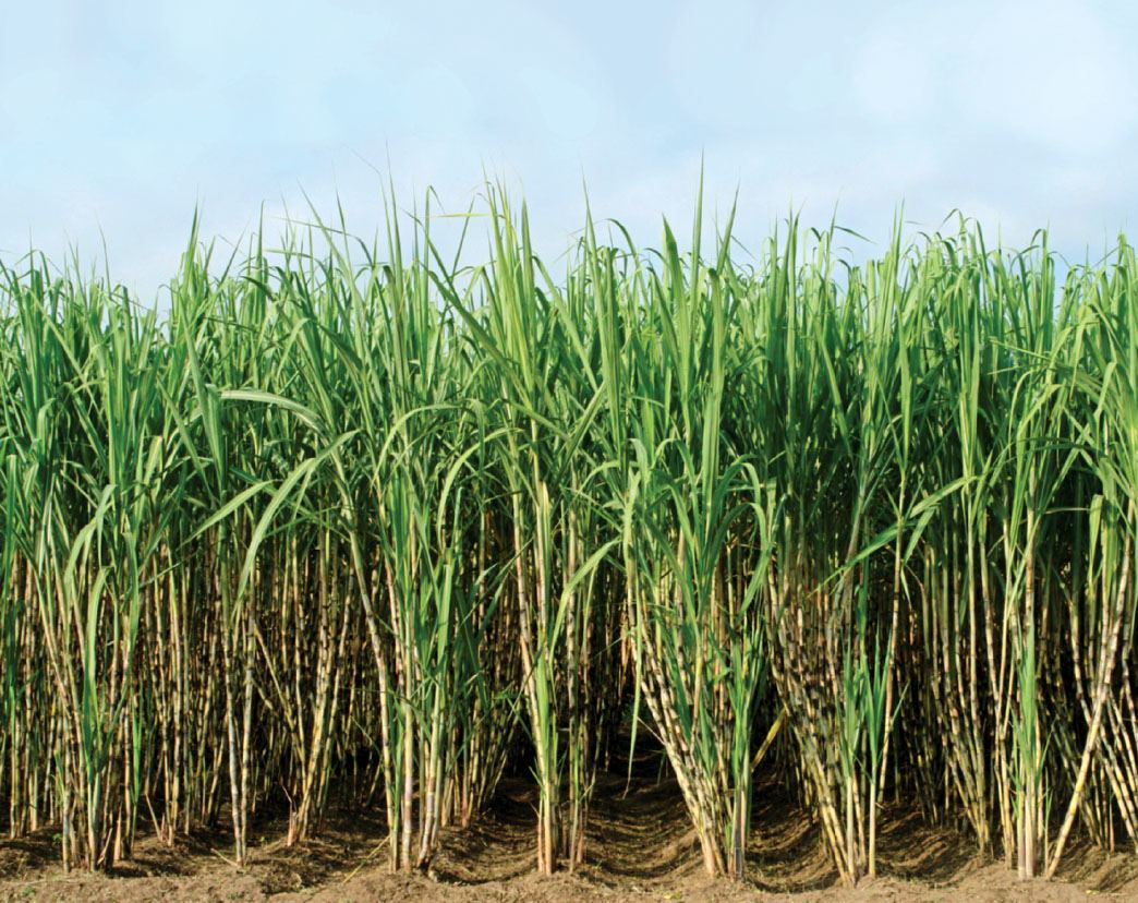 Raw Sugarcane Juice Nature's Perfect Wonder Food