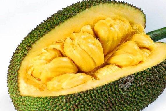 Transcript for "Jackfruit - A Jack of All Fruits" Podcast