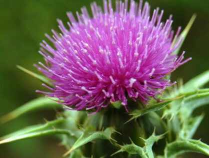 Milk Thistle & Non-Alcoholic Fatty Liver—An Ancient Remedy for a Modern Disease
