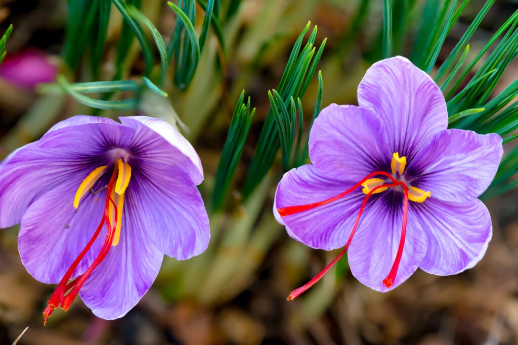 Saffron A Spicy Treatment for Depression, Alzheimer’s, Macular Degeneration, Weight Loss and